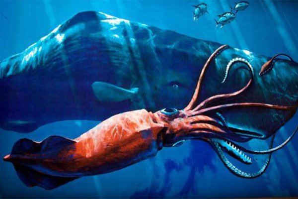 Kraken 14 at сайт