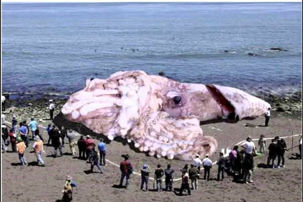 Kraken магазин интернет